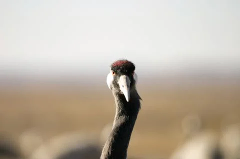 Close-up of a crane with red eye. Stock Photos