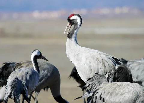 Close-up of a crane with red eye. Stock Photos