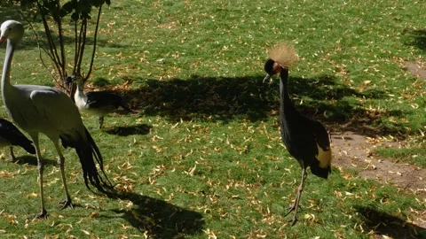 Close up of cranes Stock Footage 135036575