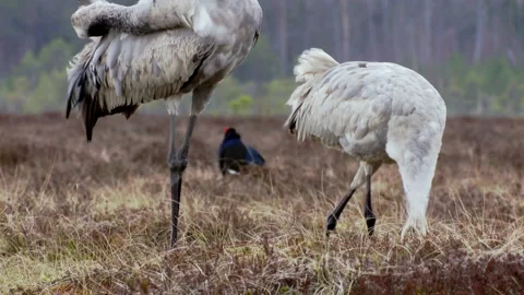 Close-up of a cranes Grus grus feeds in the marsh during spring migration. Stock-Footage 239564492
