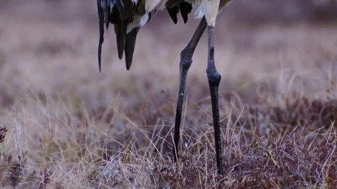Close-up of a crane's legs Grus grus in the marsh during spring migration. Stock Footage 233592814