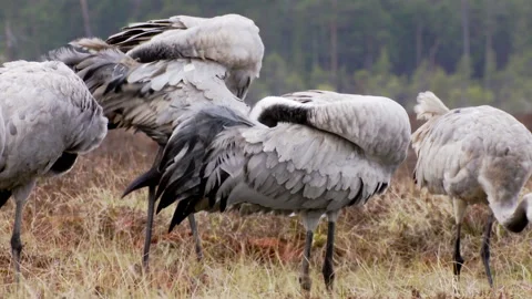 Close-up of a cranesGrus grus feeds in the marsh during spring migration. Stock Footage 235222016
