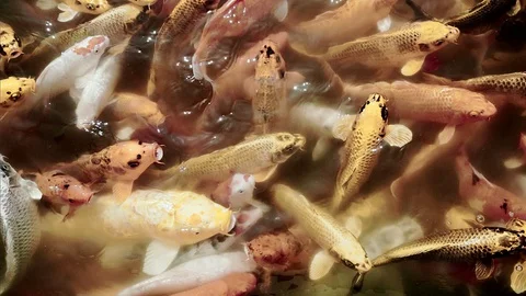 Close up crap frish with clear water Stock Footage 129344256