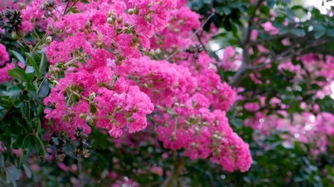 Close up of Crape Myrtle or Lagerstroemia Video stock 119138101