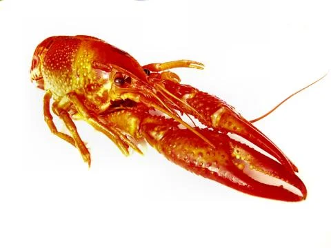 Close up of crawfish isolated Stock Photos