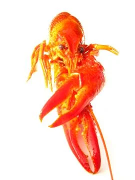 Close up of crawfish isolated Stock Photos
