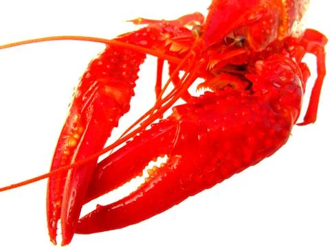 Close up of crawfish isolated Stock Photos