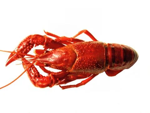 Close up of crawfish isolated Foto stock