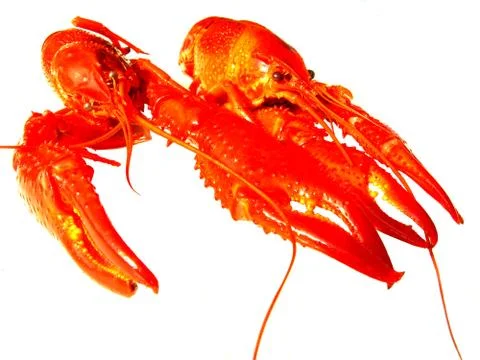 Close up of crawfish isolated Stock Photos