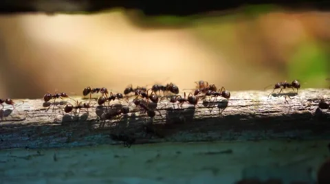 Close-Up Crawling ants seamless loop. Teamwork Concept Stock Footage 39143993