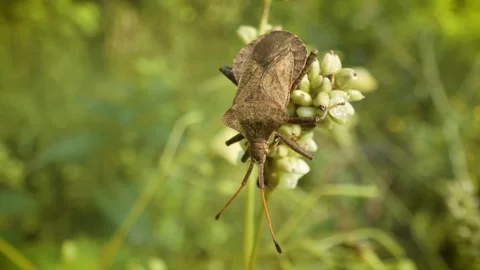 Close up of crawling dock bug (coreus marginatus) in its natural habitat Stock-Footage 341494409