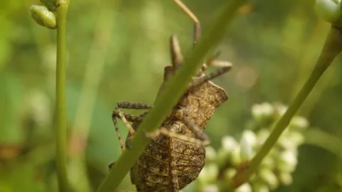 Close up of crawling dock bug (coreus marginatus) Stock Footage 341494462