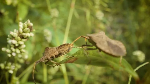 Close up of crawling dock bug (coreus marginatus) in its natural habitat Stock Footage 341494570