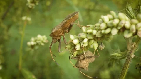 Close up of crawling dock bug (coreus marginatus) 스톡 동영상 341494585