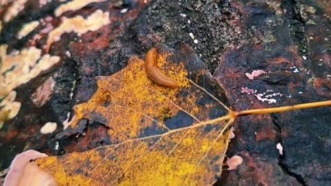 Close Up Crawling Shot Over A Rock With Leaves And A Slug Stock Footage 255175087
