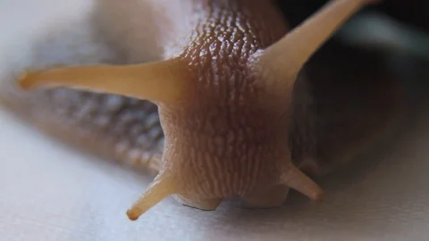 Close-up of a crawling snail Stock Footage 86331019