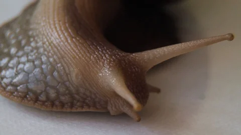 Close-up of a crawling snail Stock Footage 86331021