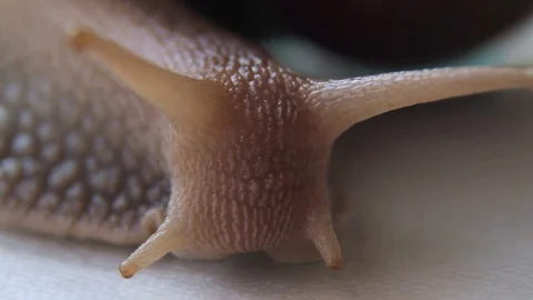 Close-up of a crawling snail Stock Footage 86331024