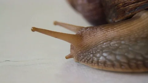 Close-up of a crawling snail Stock Footage 86331041