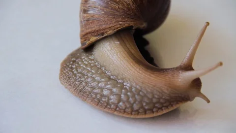 Close-up of a crawling snail Stock Footage 86331047