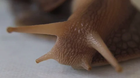 Close-up of a crawling snail Stock Footage 86331052