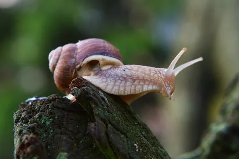 Close-up of a crawling snail. Stock Photos
