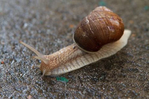 Close-up of a crawling snail in the rain. Stock Photos