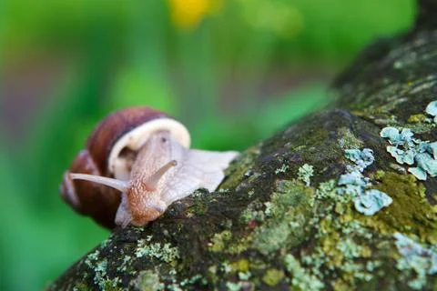 Close-up of a crawling snail in the rain. Stock Photos