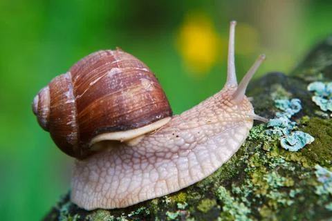 Close-up of a crawling snail in the rain. Stock Photos