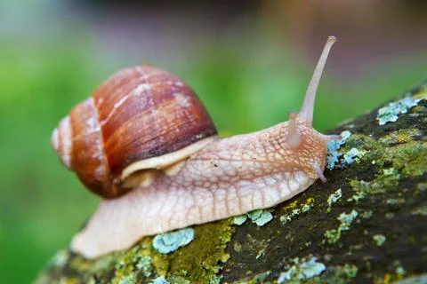 Close-up of a crawling snail in the rain. Stock Photos