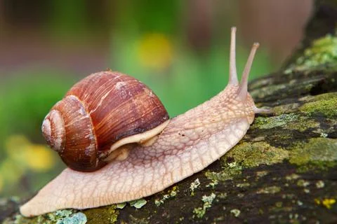 Close-up of a crawling snail in the rain. Stock Photos