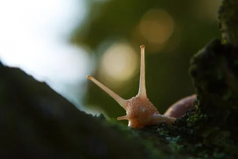 Close-up of a crawling snail in the rain. Stock Photos