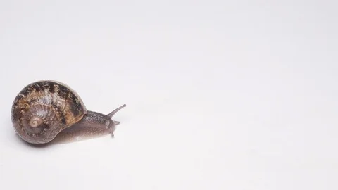 Close-up of crawling snail on white background Stock-Footage 95491314