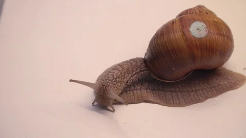 Close-up of crawling snail on white background Stock Footage 119082536