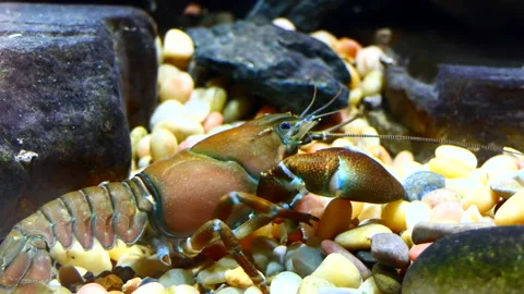 Close up of crayfish crawling on pebbles under water Vídeos de archivo 164818747