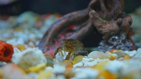Close up of a crayfish prawn in rocks in hobby fish pool. Crayfish are fres.. 스톡 동영상 239177843