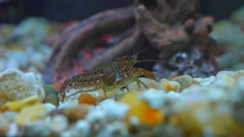 Close up of a crayfish prawn in rocks in hobby fish pool. Crayfish are fres.. Stock Footage 239177846