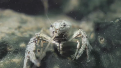 Close up of Crayfish underwater Video stock 193988420