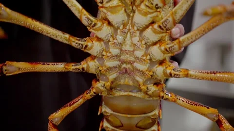 Close-Up of Crayfish Ventral Side Highlighting Exoskeleton and swimmerets Stock Footage 337221352