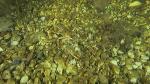 Close-up of the Crayfish walks forward along bottom with covered Zebra mussels Stock Footage 149996610
