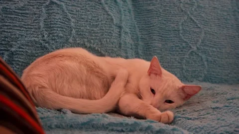Close-up of a cream or pink cat lying on the couch in the living room Vidéo 164622047