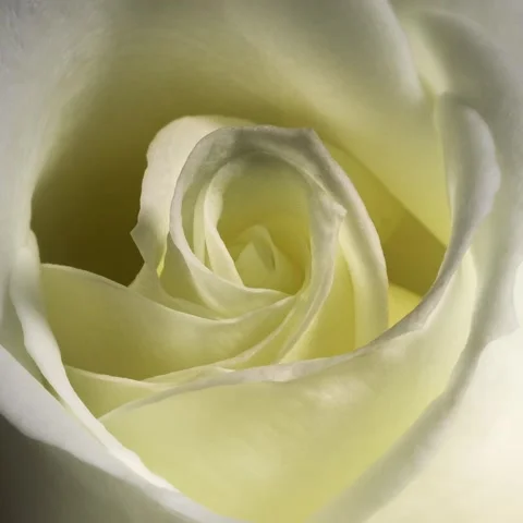 Close up of cream/white rose rotating Stock Footage 229673200
