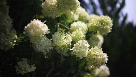 Close-up of creamy white hydrangea flowers blooming in lush green garden Vídeo Stock 345260189