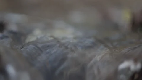 Close-Up of a creek Stock Footage 89740954