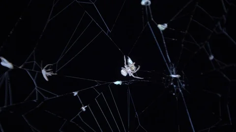 Close up of creepy spider crawling on web at night. Video stock 118978321