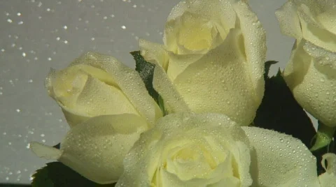 Close up of creme colored rose blooms Stock Footage