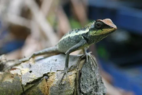 Close-Up of Crested Forest Lizard in Phuket, Thailand Stockfoto's