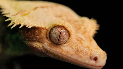 Close up of a Crested Gecko's Face While It Licks Its Right Eyeball Видео 109368002