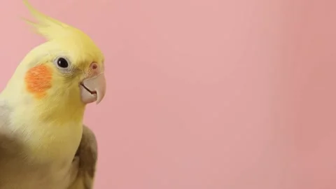 Close-up of a crested parrot on a pink background. A beautiful bird. A beautiful Stock Footage 234327333