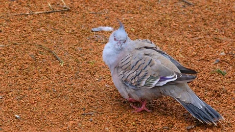 Close up of crested pigeon on the ground Stock Footage 121821487